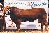 Raca: limousin (corte) rgd: hbb-1797